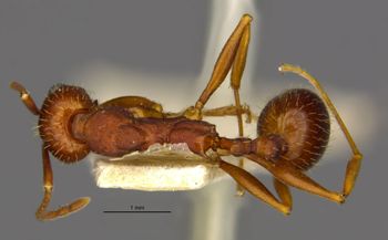 Media type: image;   Entomology 22781 Aspect: habitus dorsal
